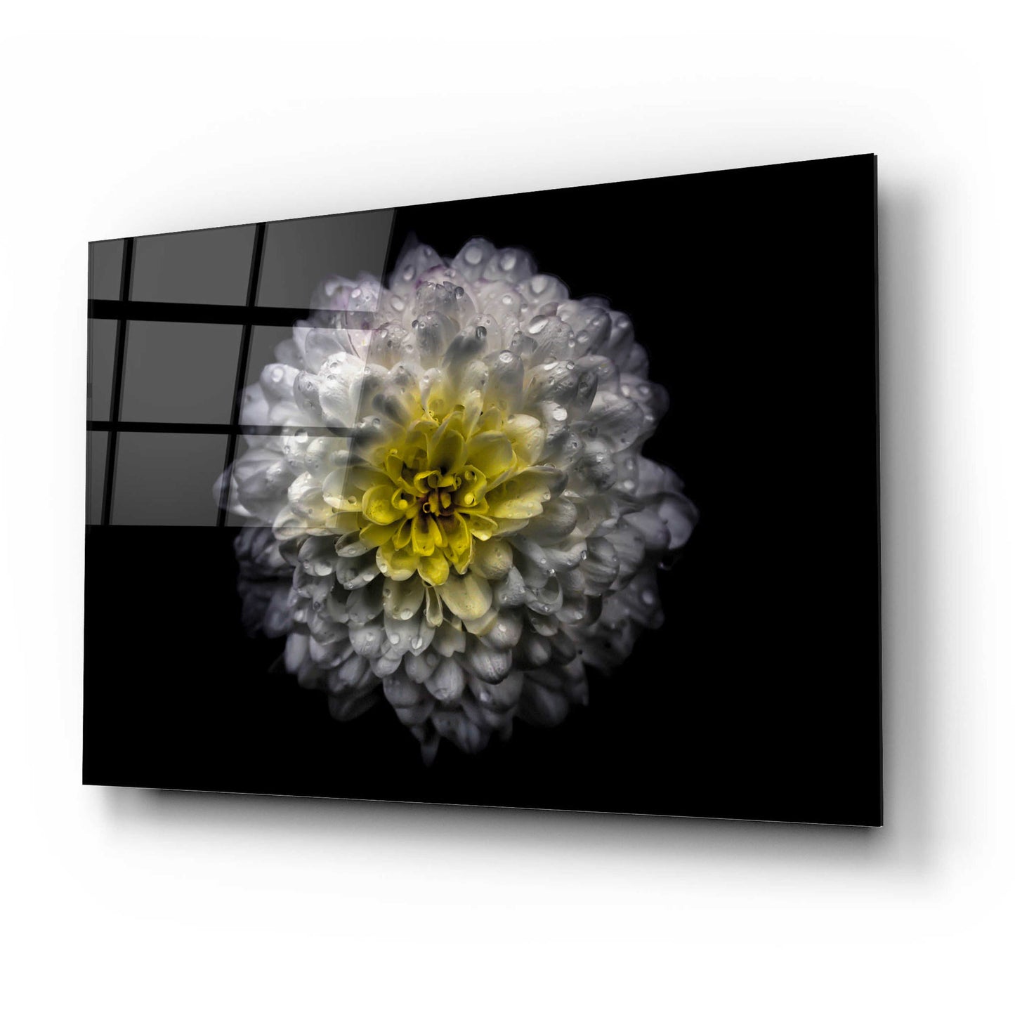 Epic Art 'Backyard Flowers 46 Color Version' by Brian Carson, Acrylic Glass Wall Art,24x16