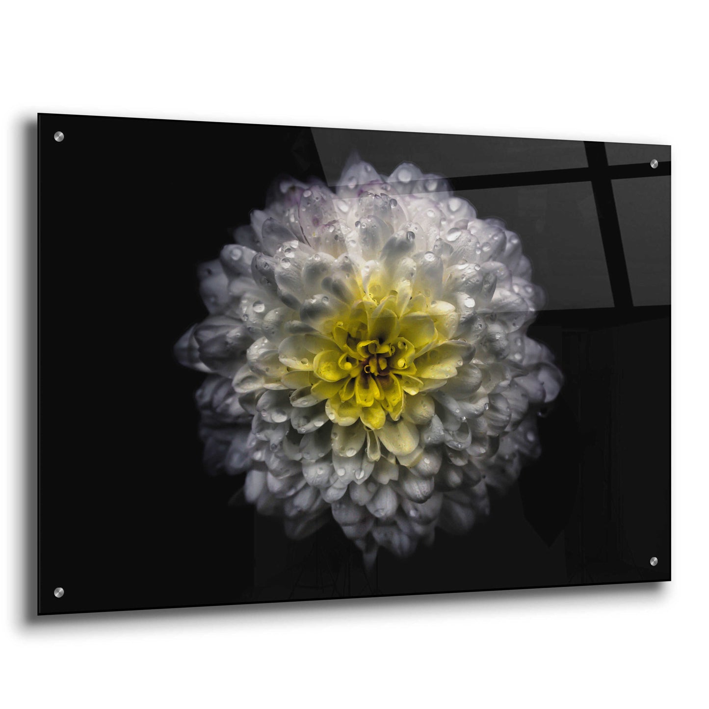 Epic Art 'Backyard Flowers 46 Color Version' by Brian Carson, Acrylic Glass Wall Art,36x24