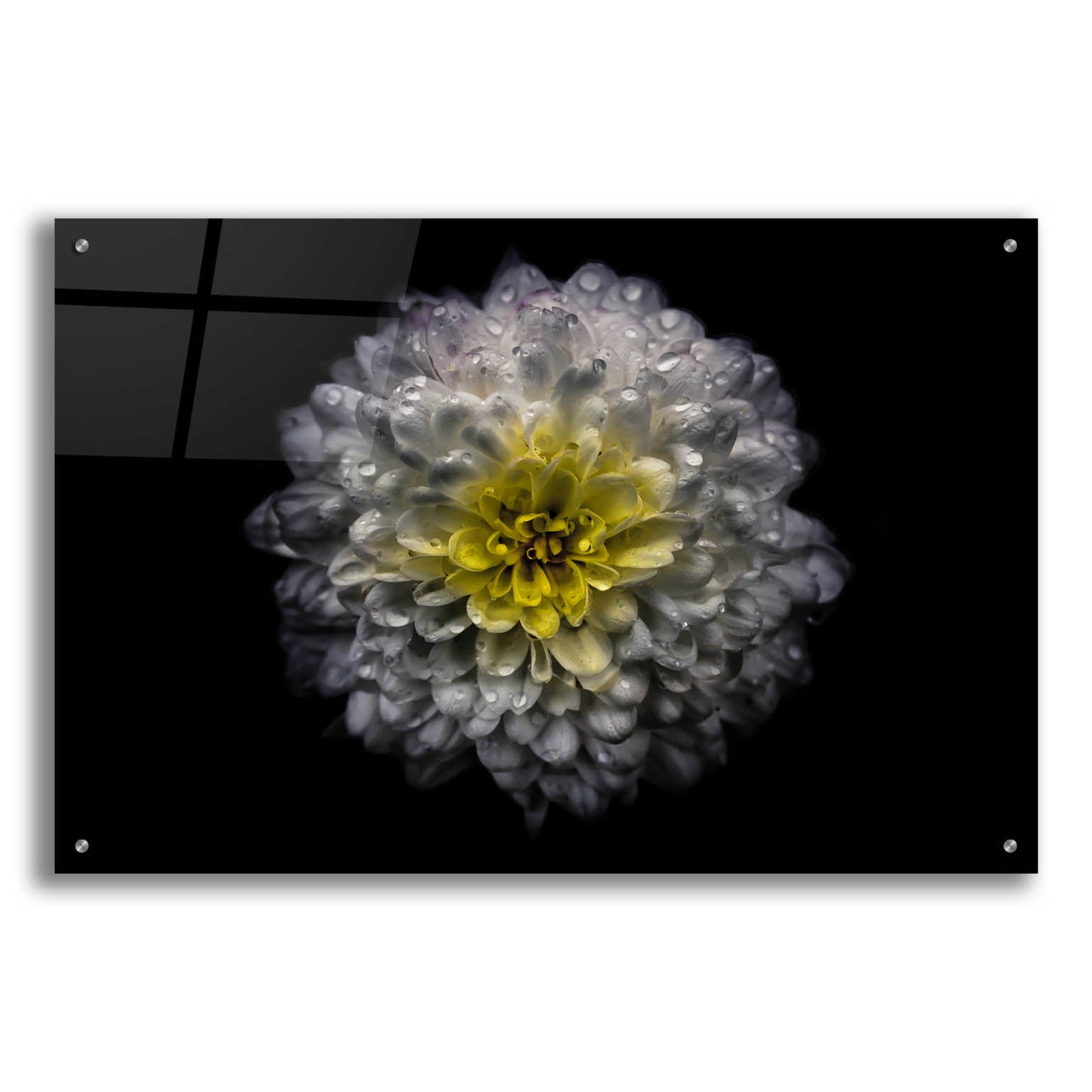 Epic Art 'Backyard Flowers 46 Color Version' by Brian Carson, Acrylic Glass Wall Art,36x24