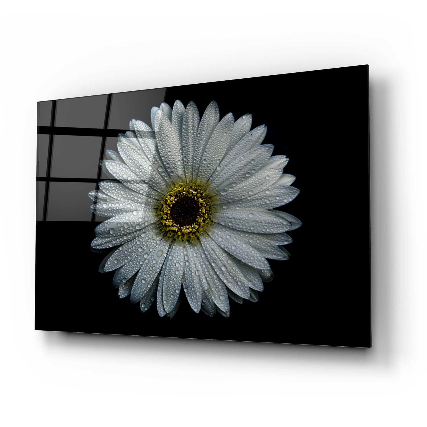 Epic Art 'Backyard Flowers 71 Color Version' by Brian Carson, Acrylic Glass Wall Art,24x16