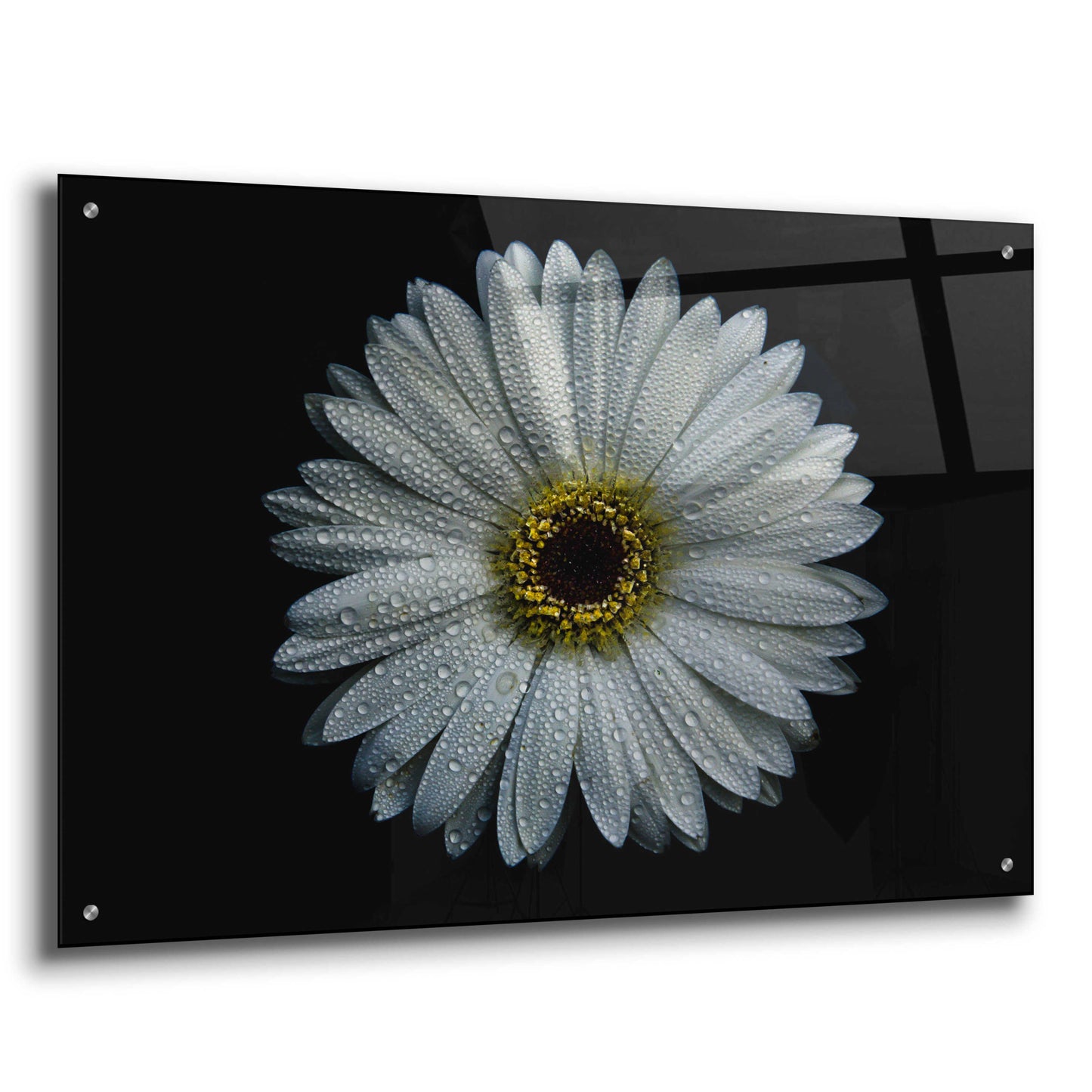 Epic Art 'Backyard Flowers 71 Color Version' by Brian Carson, Acrylic Glass Wall Art,36x24