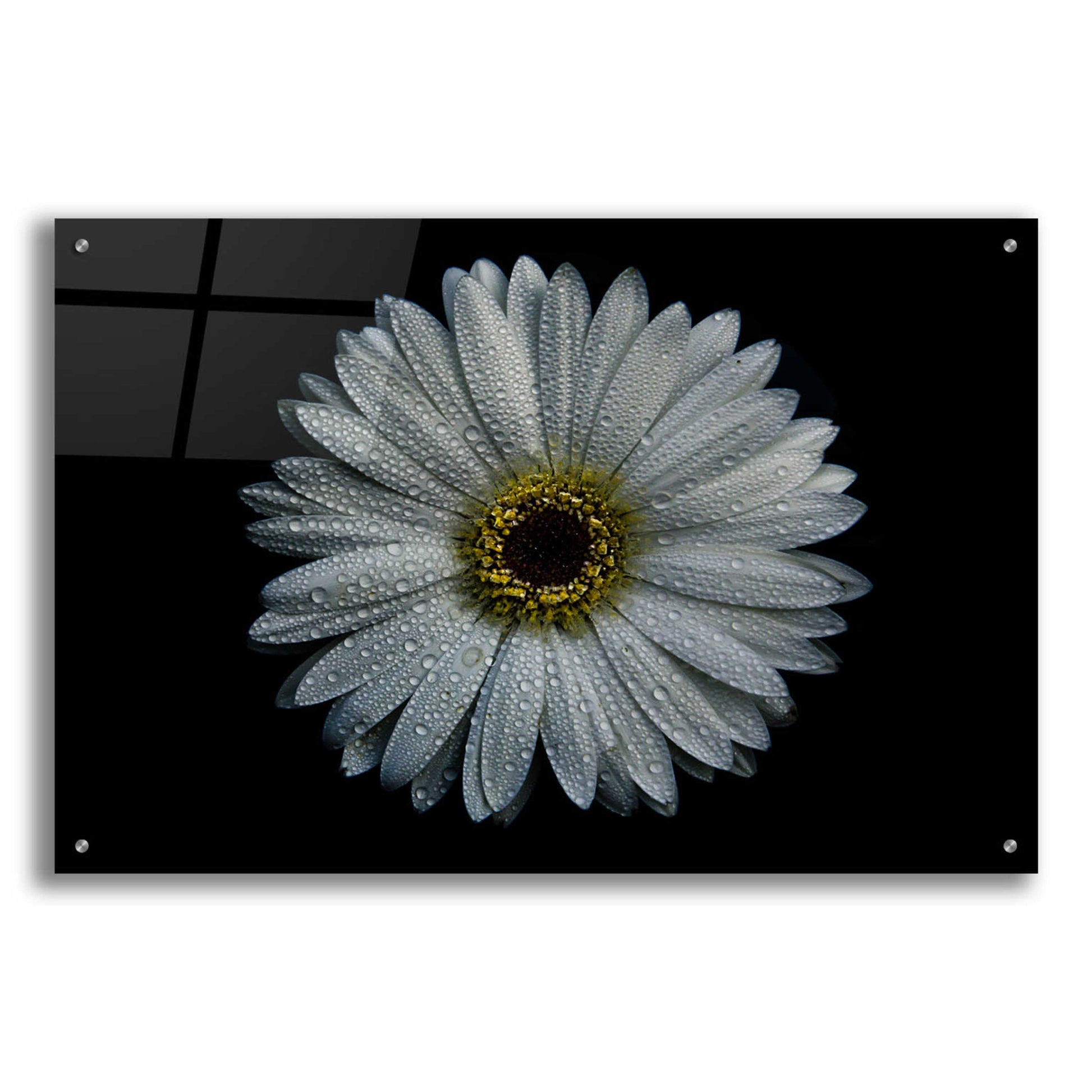 Epic Art 'Backyard Flowers 71 Color Version' by Brian Carson, Acrylic Glass Wall Art,36x24