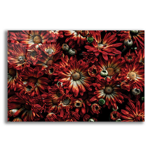 Epic Art 'Backyard Flowers 88 Color Version' by Brian Carson, Acrylic Glass Wall Art