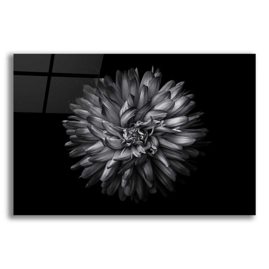 Epic Art 'Backyard Flowers In Black And White 20' by Brian Carson, Acrylic Glass Wall Art