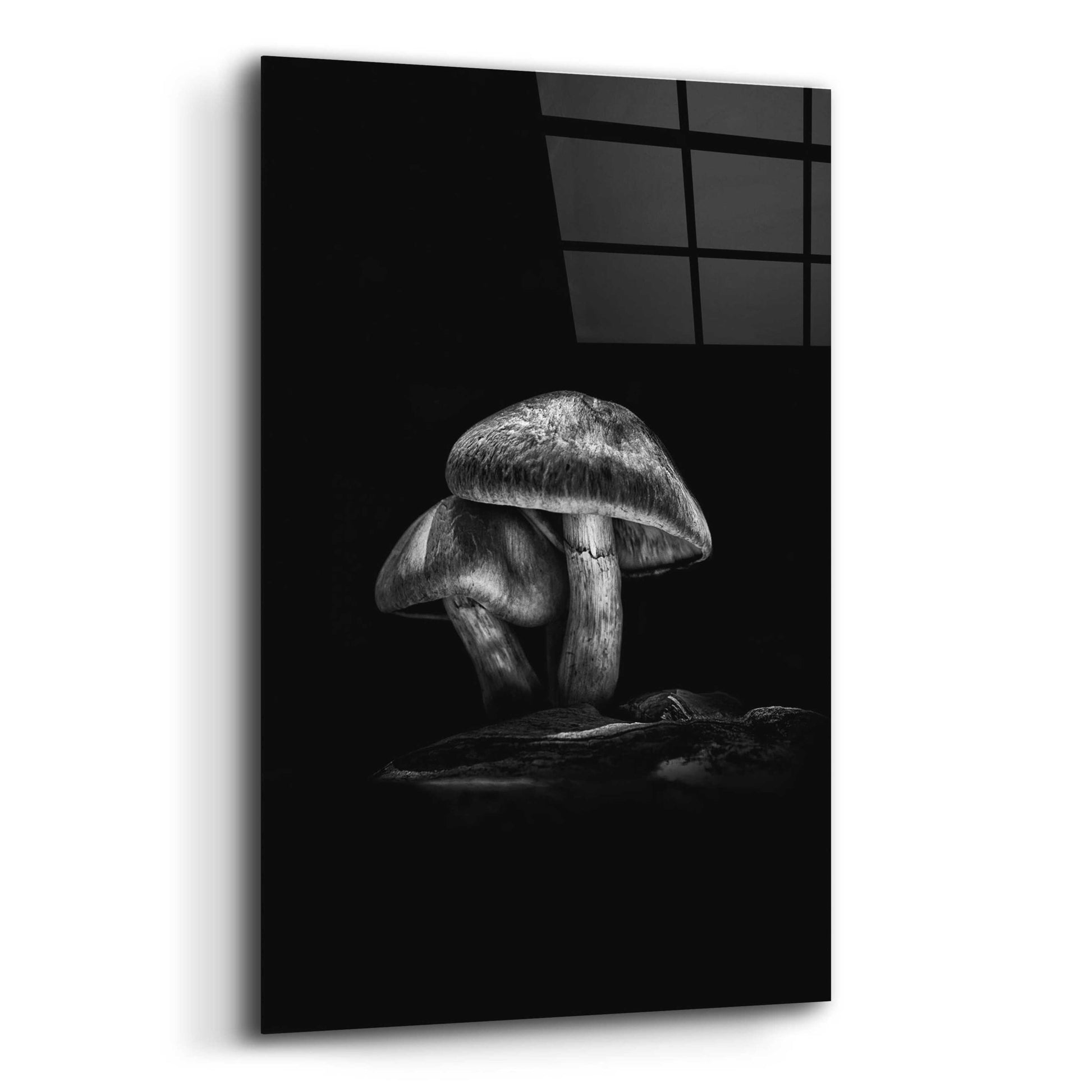 Epic Art 'Toadstools On A Trail No 2' by Brian Carson, Acrylic Glass Wall Art,12x16