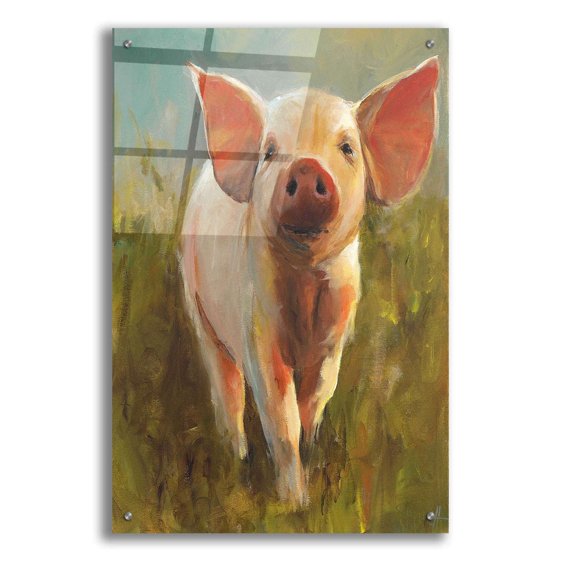 Epic Art 'Morning Pig' by Cari J Humphry, Acrylic Glass Wall Art,24x36