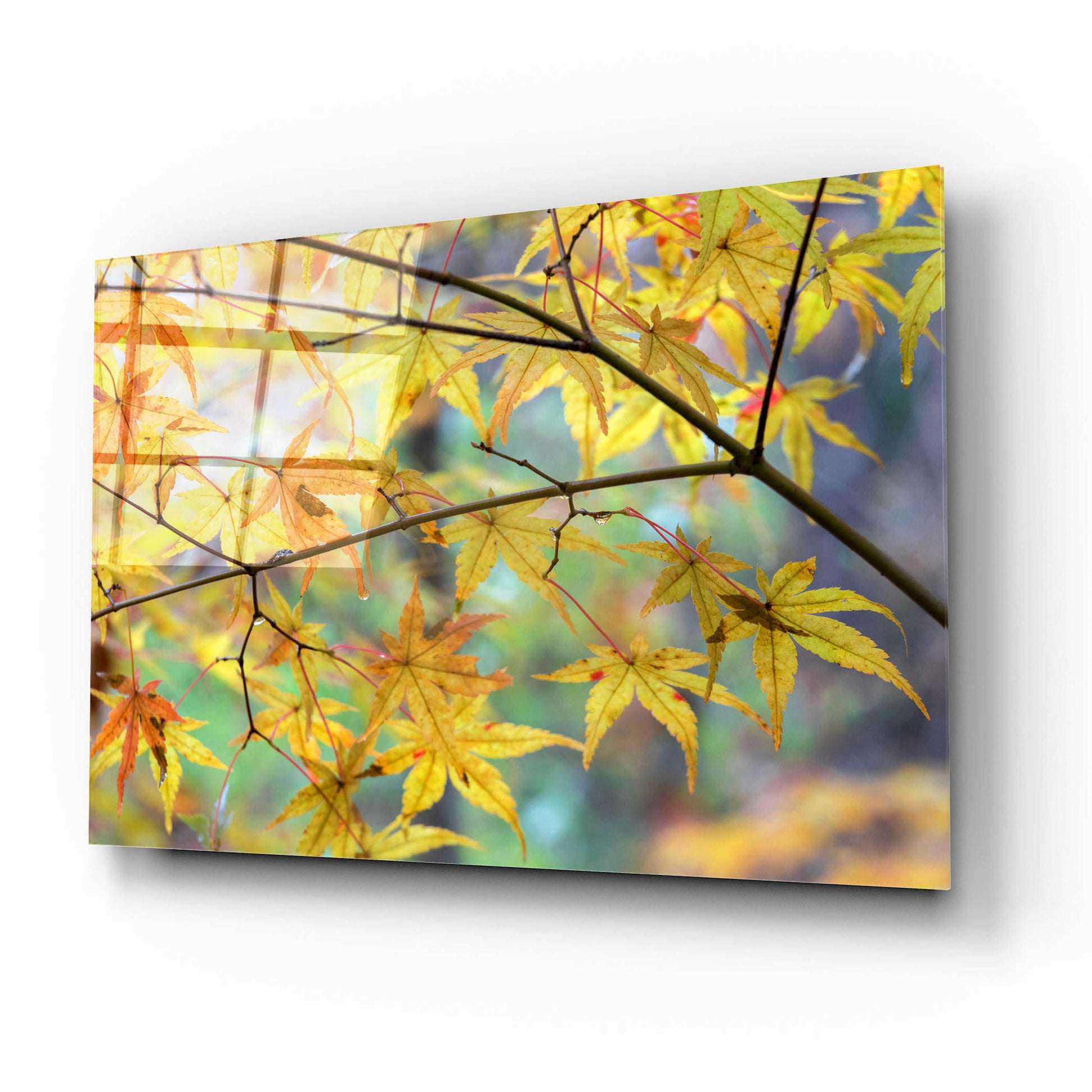 Epic Art 'Autumn Maples' by David Hammond, Acrylic Glass Wall Art,16x12