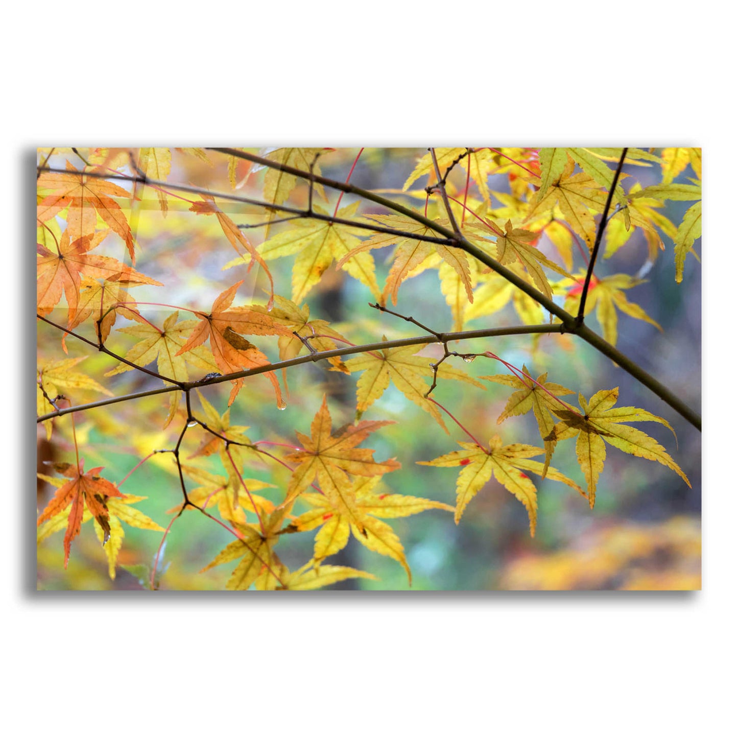 Epic Art 'Autumn Maples' by David Hammond, Acrylic Glass Wall Art,16x12