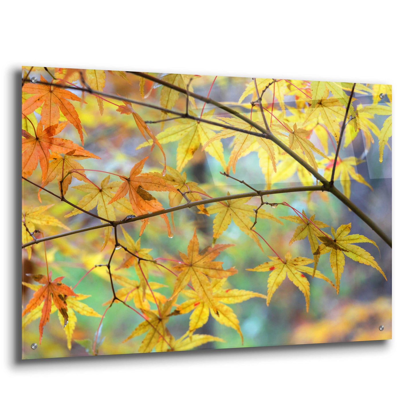 Epic Art 'Autumn Maples' by David Hammond, Acrylic Glass Wall Art,36x24