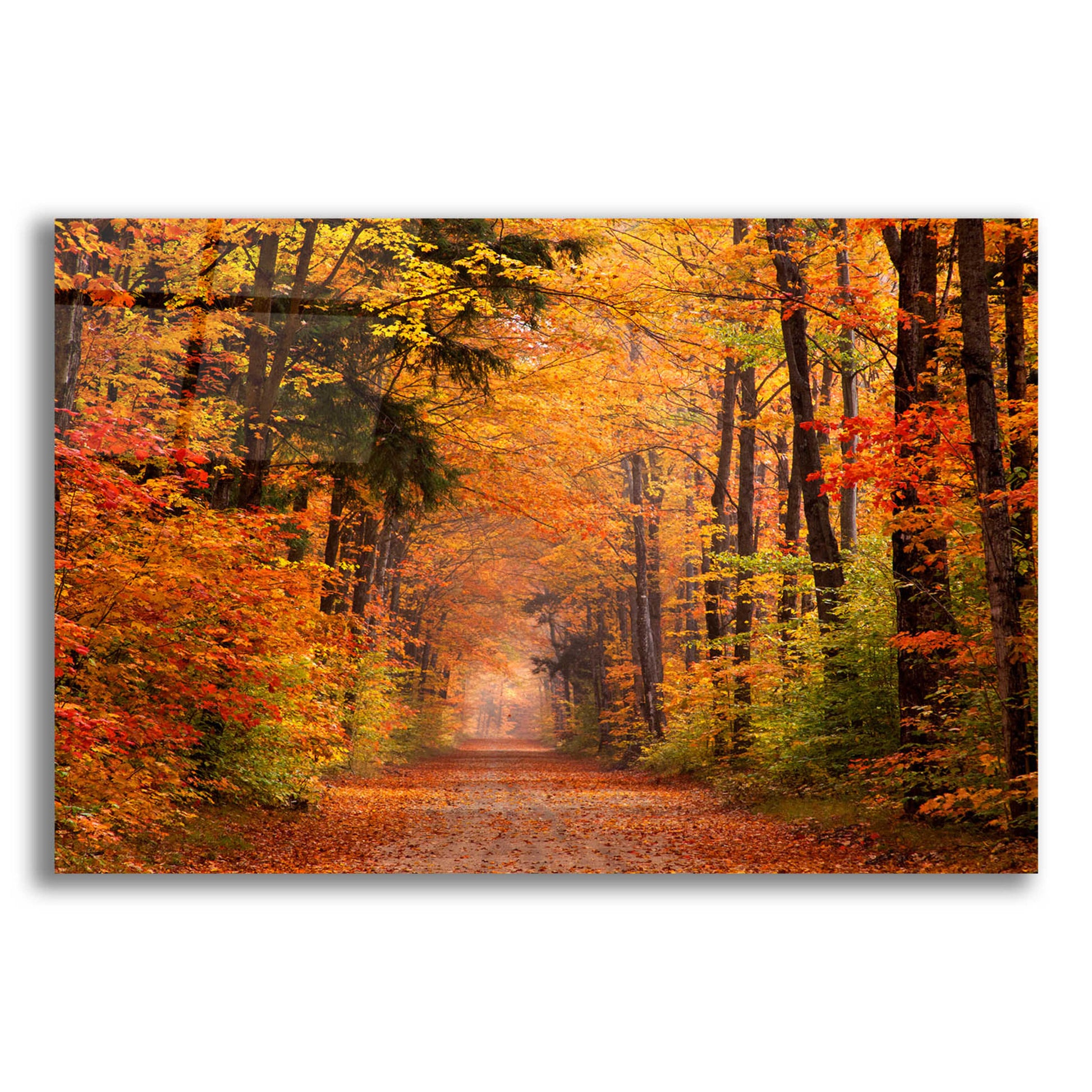 Epic Art 'Autumn Road' by David Hammond, Acrylic Glass Wall Art,16x12