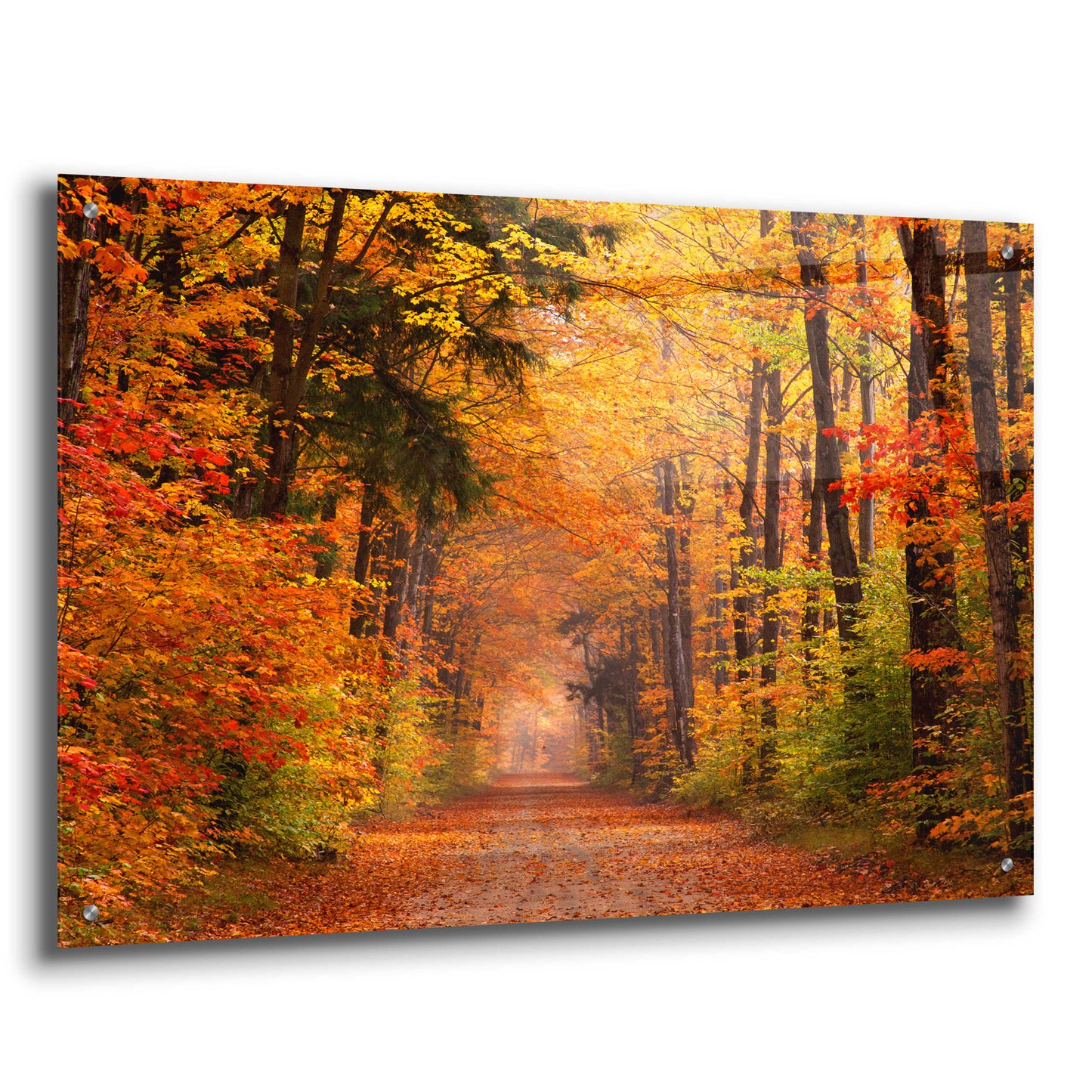 Epic Art 'Autumn Road' by David Hammond, Acrylic Glass Wall Art,36x24