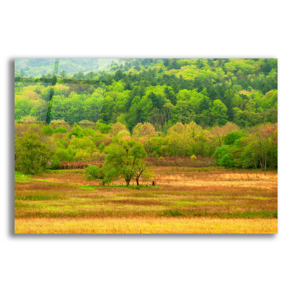 Epic Art 'Spring Trees' by David Hammond, Acrylic Glass Wall Art