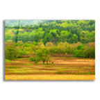 Epic Art 'Spring Trees' by David Hammond, Acrylic Glass Wall Art