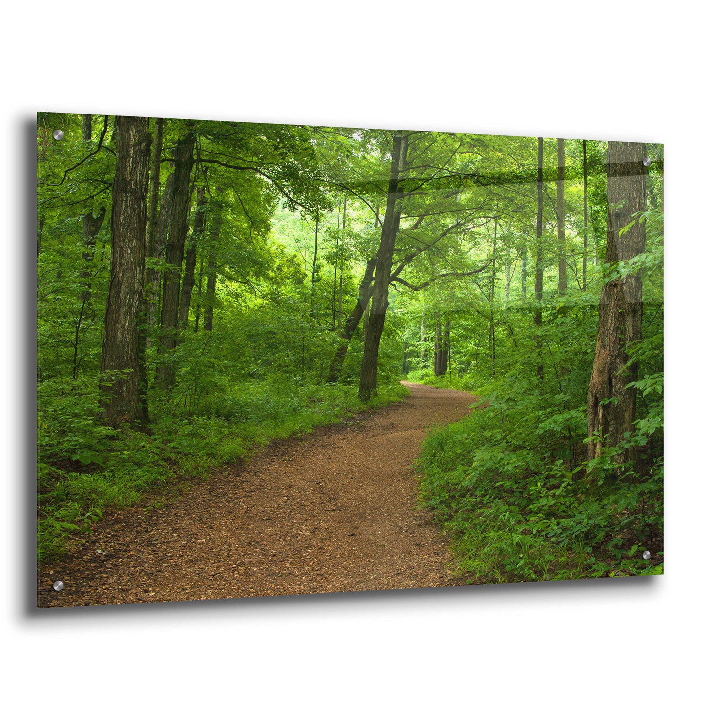 Epic Art 'Summer Walk' by David Hammond, Acrylic Glass Wall Art,36x24