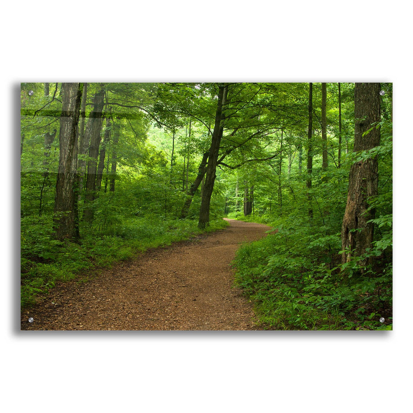 Epic Art 'Summer Walk' by David Hammond, Acrylic Glass Wall Art,36x24