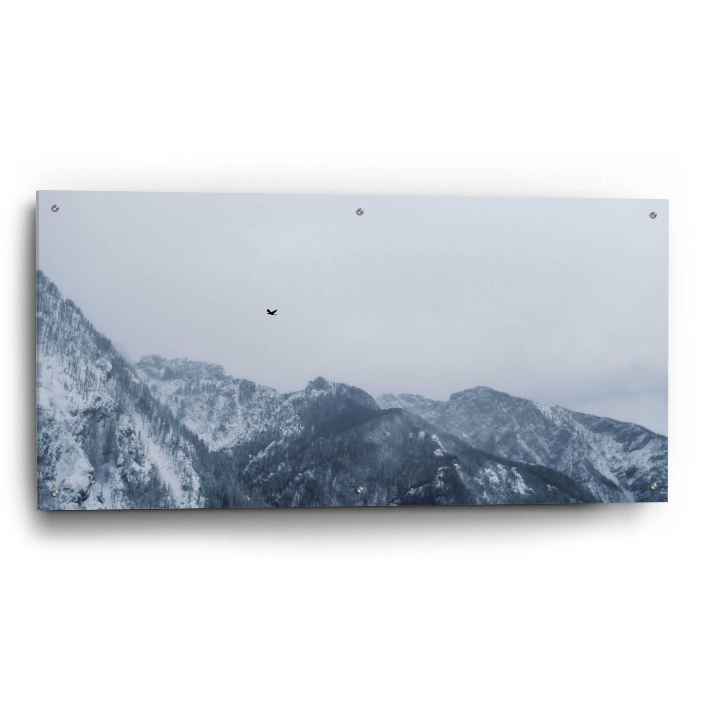 Epic Art 'Alpine Winter Bird' by Epic Portfolio, Acrylic Glass Wall Art,48x24