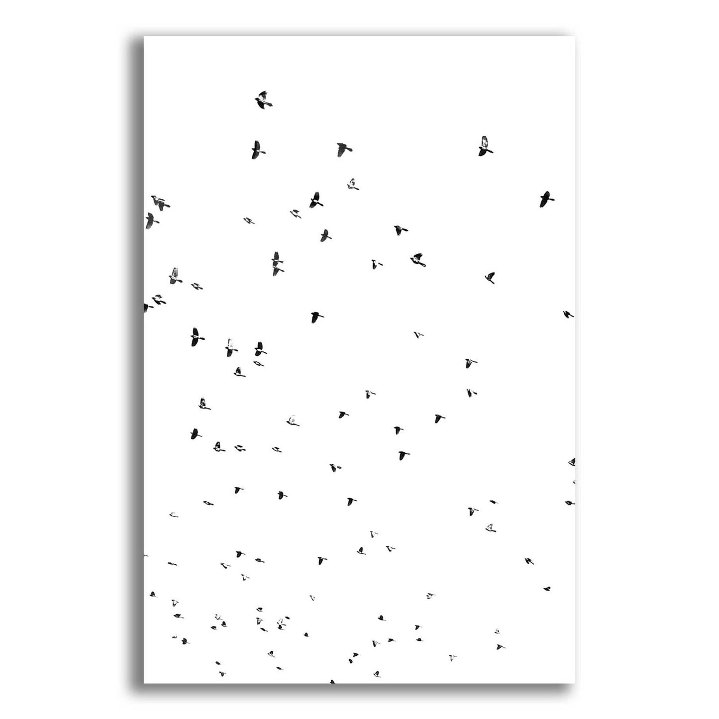 Epic Art 'Bird Constellation' by Epic Portfolio, Acrylic Glass Wall Art,12x16