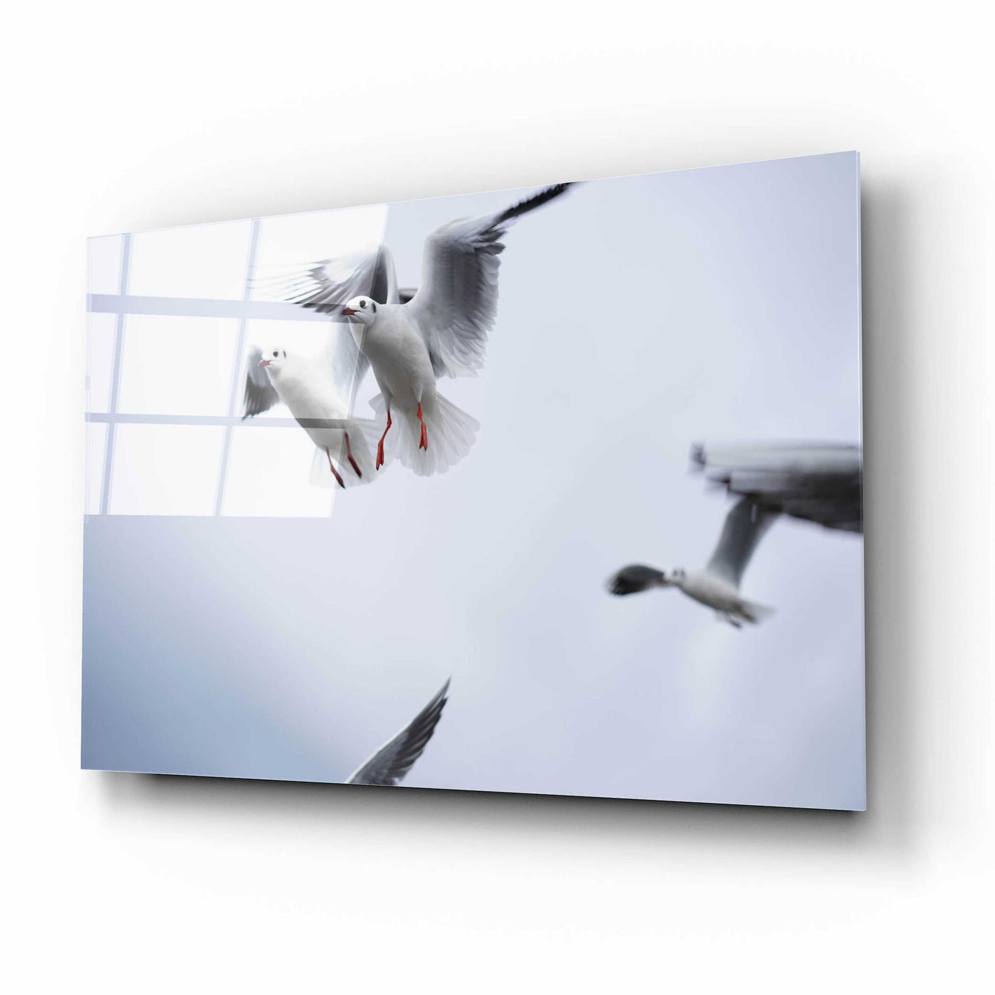 Epic Art 'Bird Hug' by Epic Portfolio, Acrylic Glass Wall Art,16x12