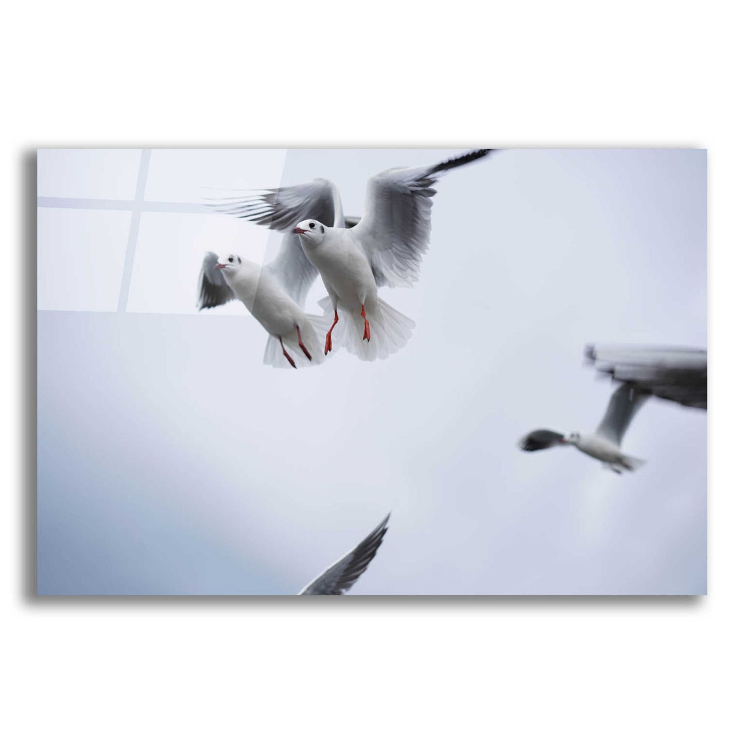 Epic Art 'Bird Hug' by Epic Portfolio, Acrylic Glass Wall Art,16x12