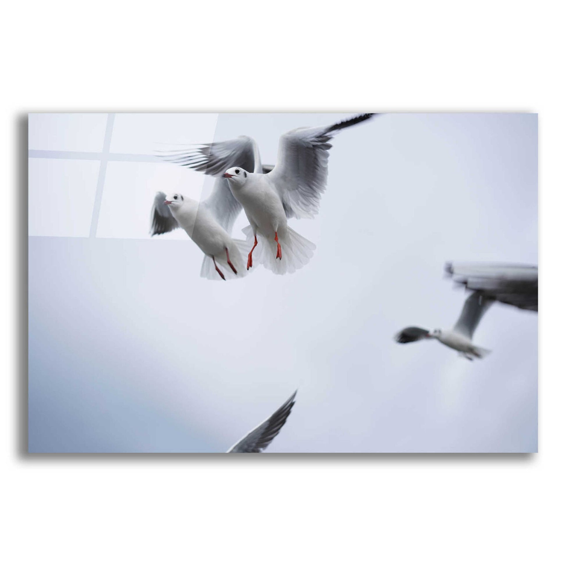 Epic Art 'Bird Hug' by Epic Portfolio, Acrylic Glass Wall Art,24x16