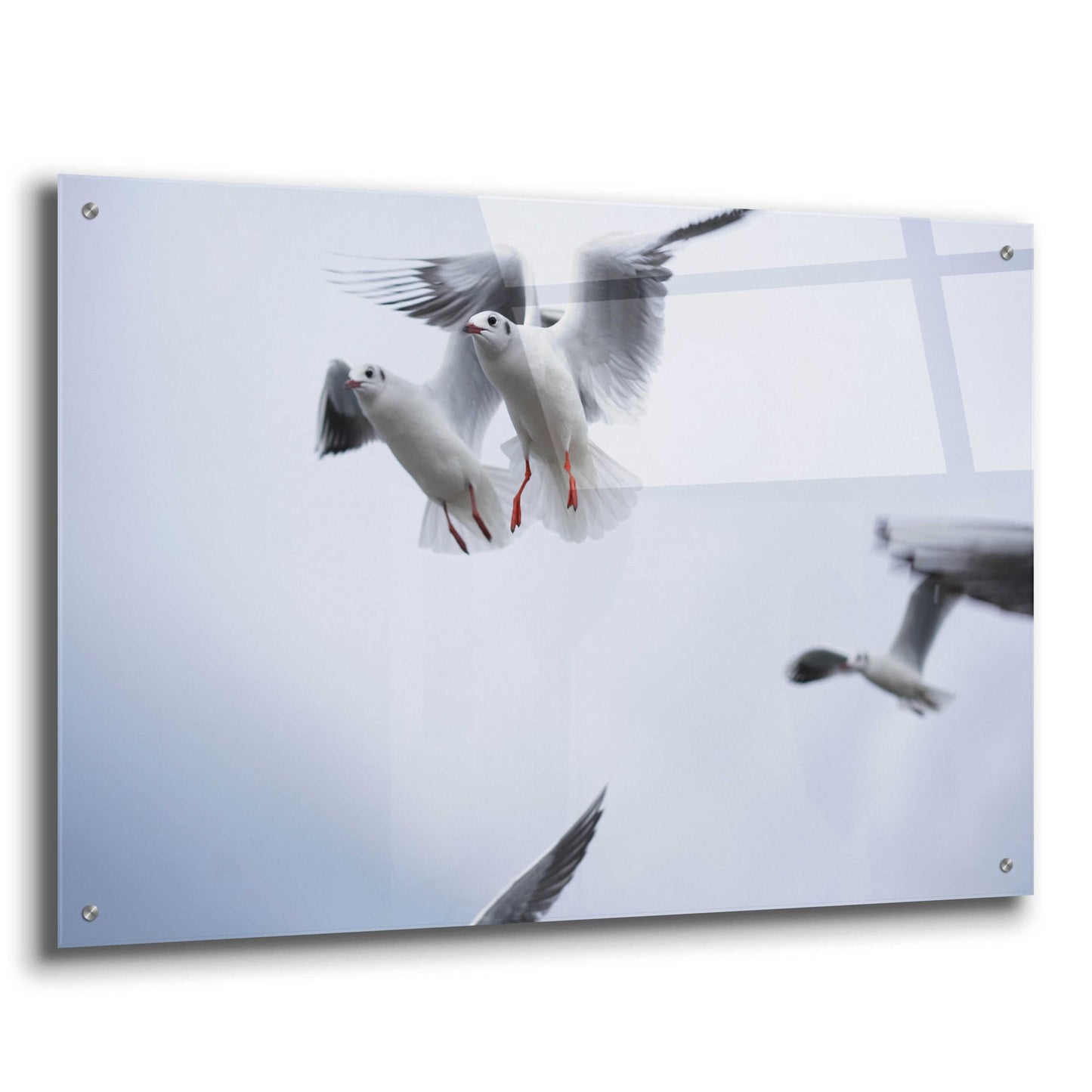 Epic Art 'Bird Hug' by Epic Portfolio, Acrylic Glass Wall Art,36x24