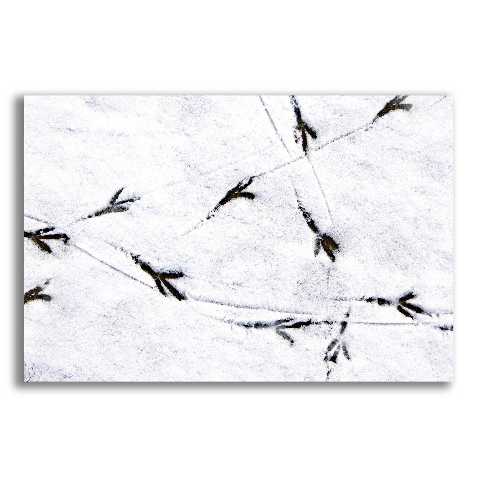 Epic Art 'Bird's footprints' by Epic Portfolio, Acrylic Glass Wall Art,16x12