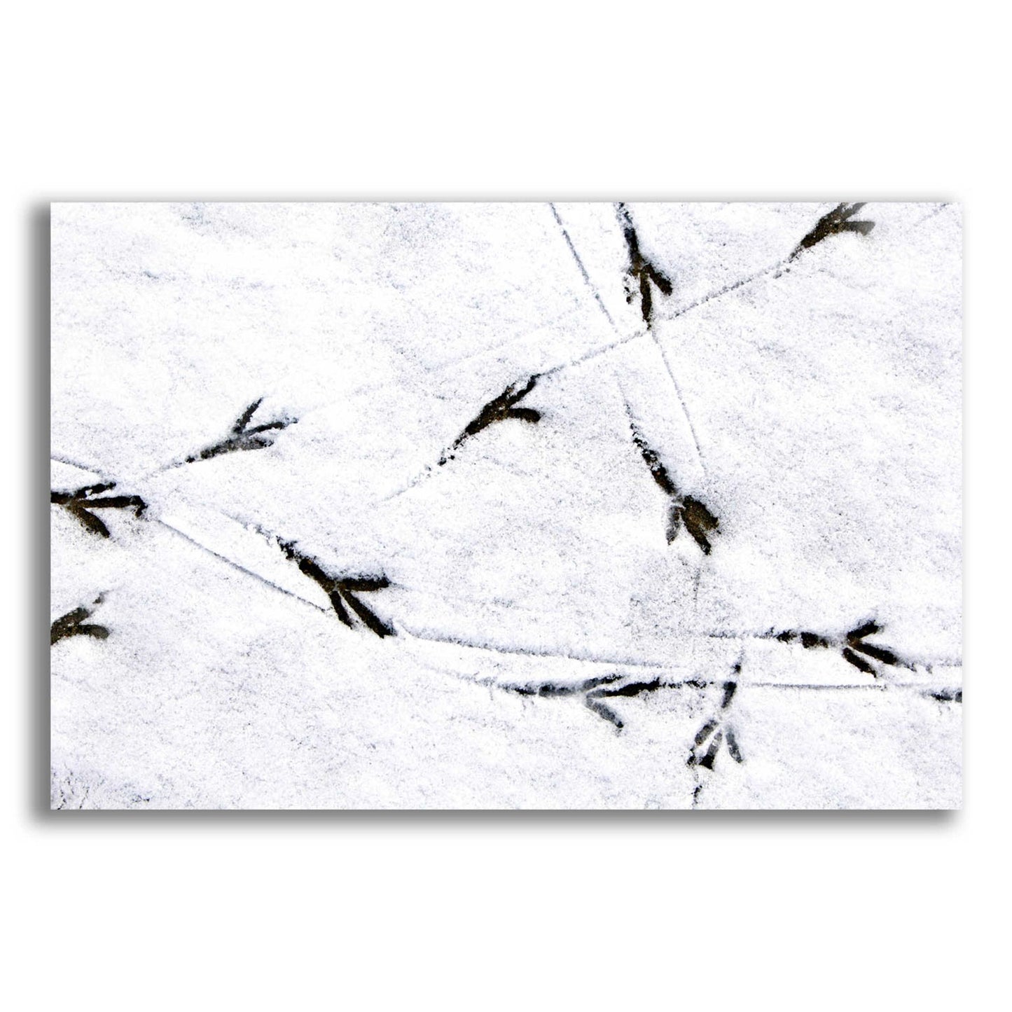 Epic Art 'Bird's footprints' by Epic Portfolio, Acrylic Glass Wall Art,24x16