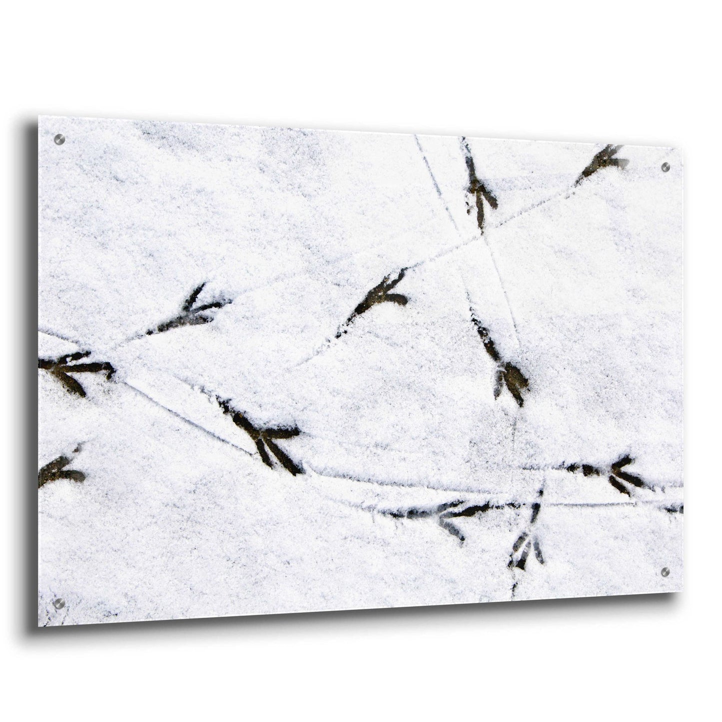 Epic Art 'Bird's footprints' by Epic Portfolio, Acrylic Glass Wall Art,36x24