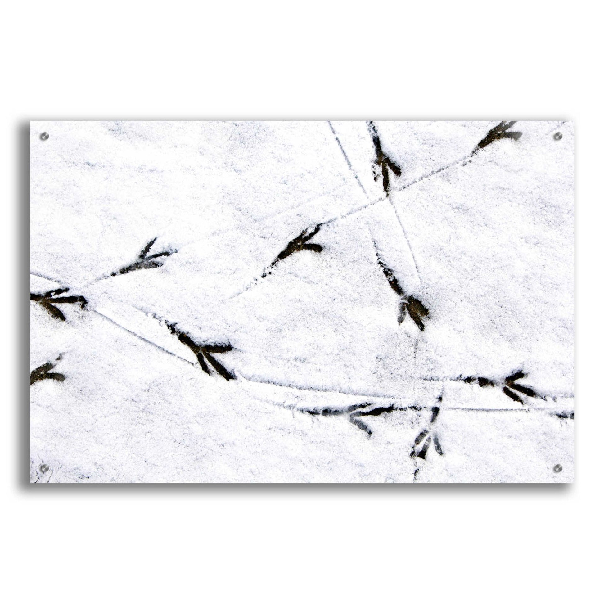 Epic Art 'Bird's footprints' by Epic Portfolio, Acrylic Glass Wall Art,36x24