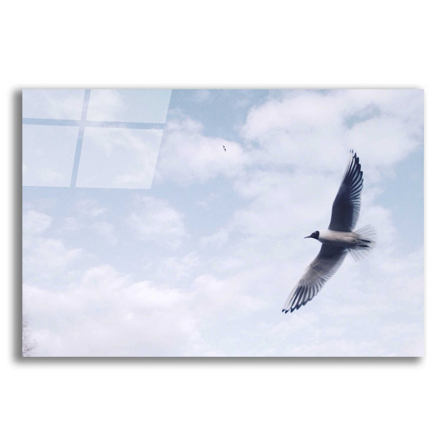 Epic Art 'Sky Cruising' by Epic Portfolio, Acrylic Glass Wall Art,24x16