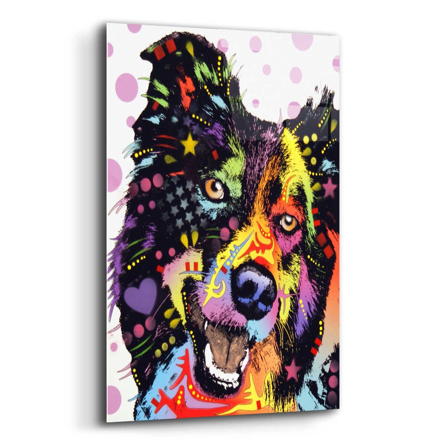 Epic Art 'Border Collie 1' by Dean Russo, Acrylic Glass Wall Art,12x16