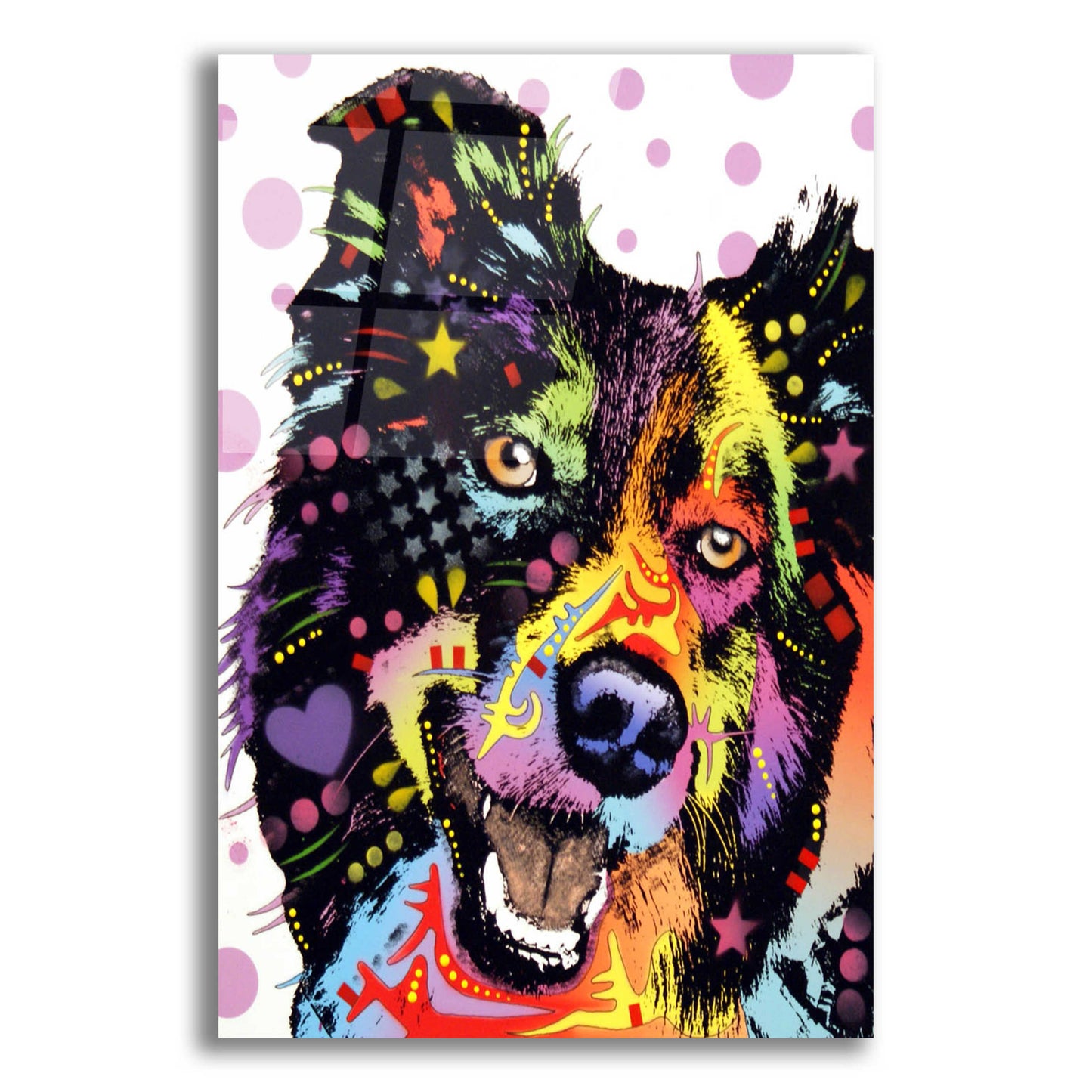 Epic Art 'Border Collie 1' by Dean Russo, Acrylic Glass Wall Art,12x16