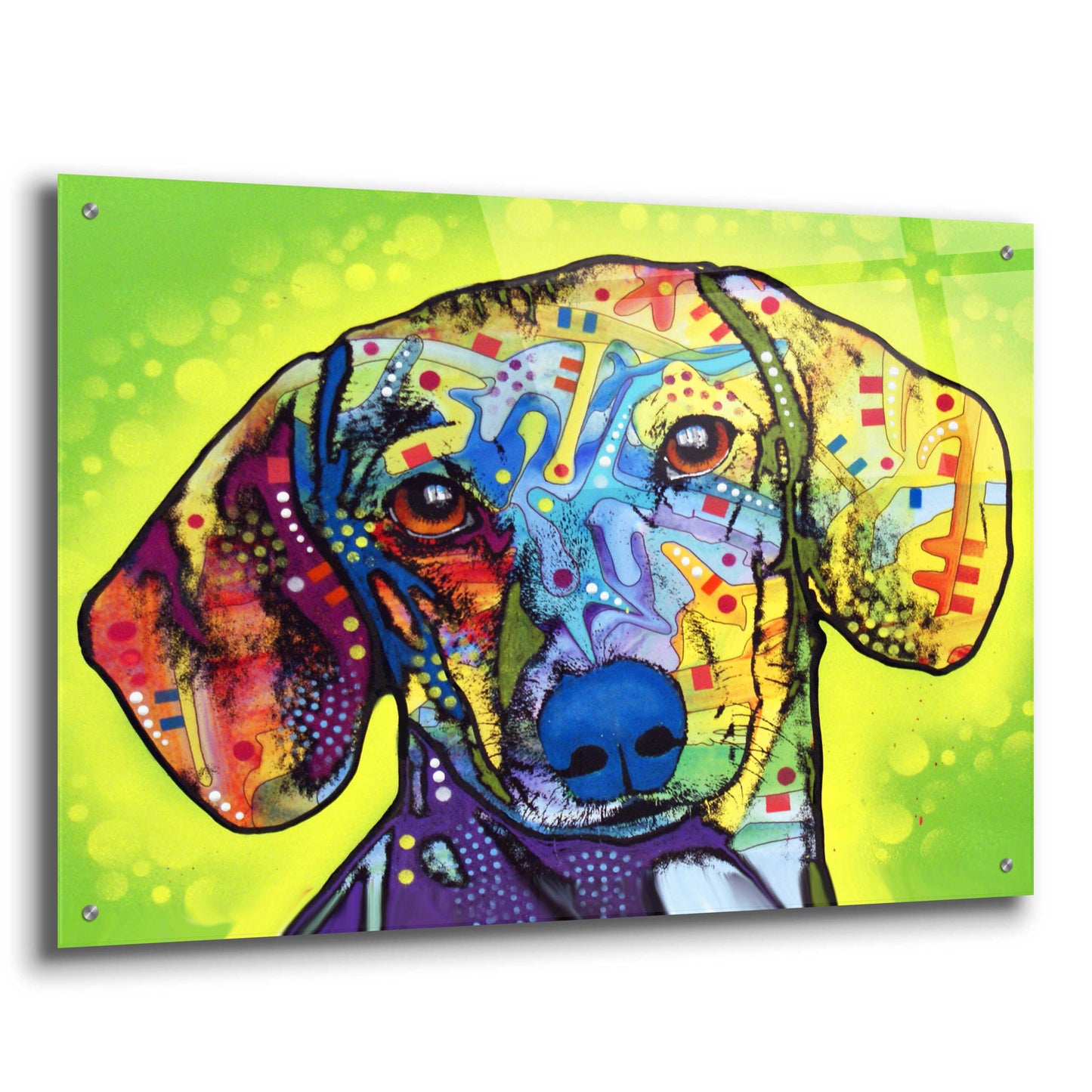 Epic Art 'Dachshund' by Dean Russo, Acrylic Glass Wall Art,36x24