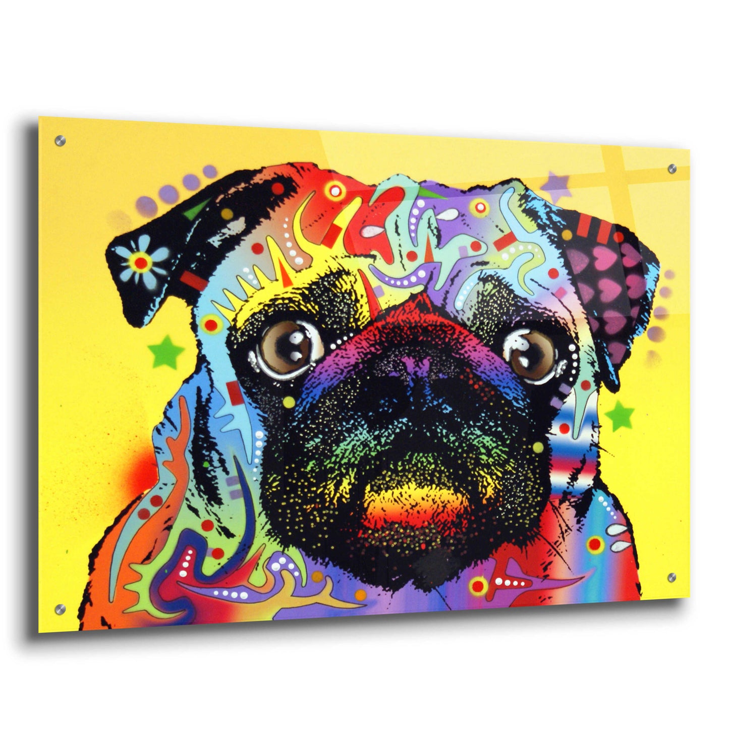 Epic Art 'Pug 1' by Dean Russo, Acrylic Glass Wall Art,36x24