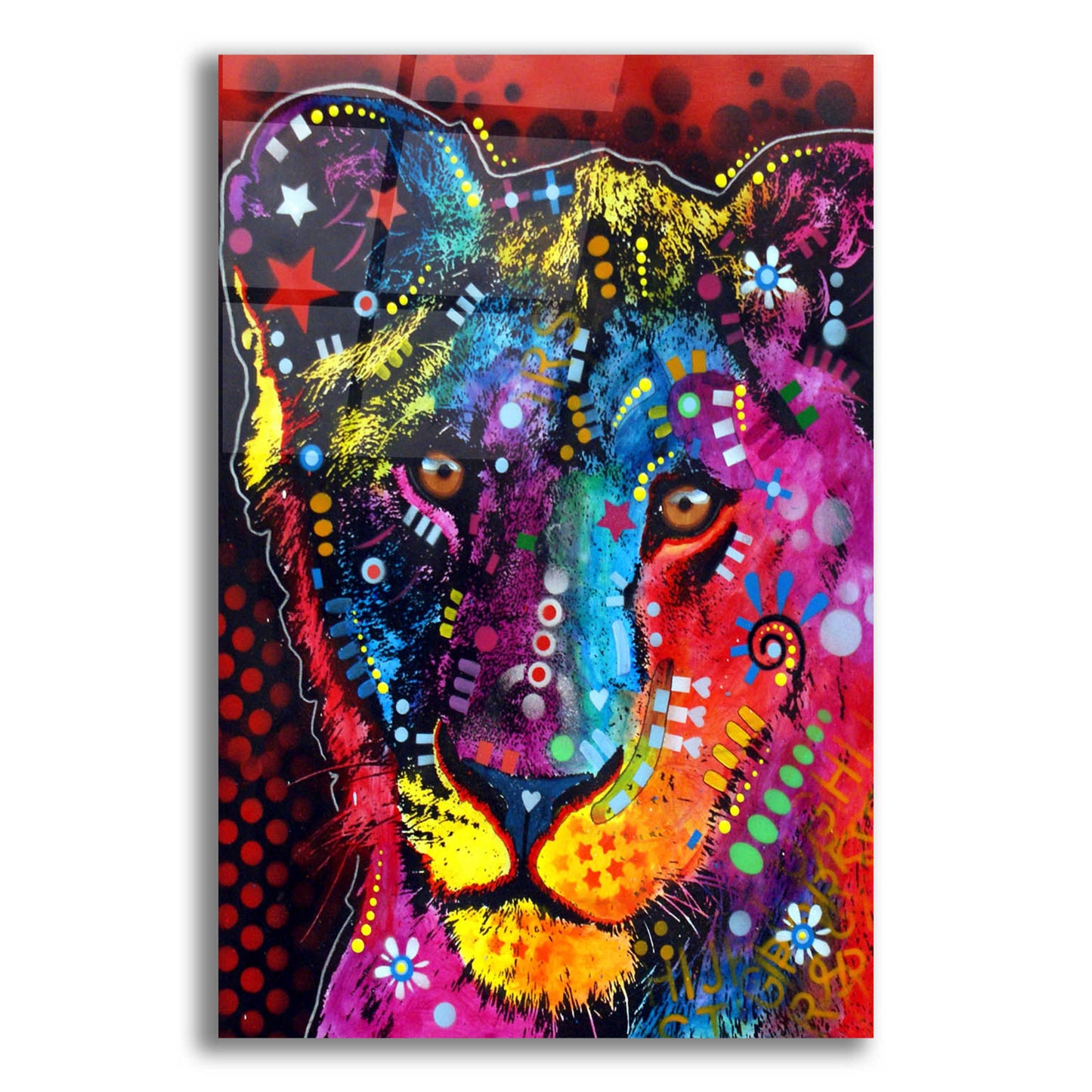 Epic Art 'Young Lion' by Dean Russo, Acrylic Glass Wall Art,16x24