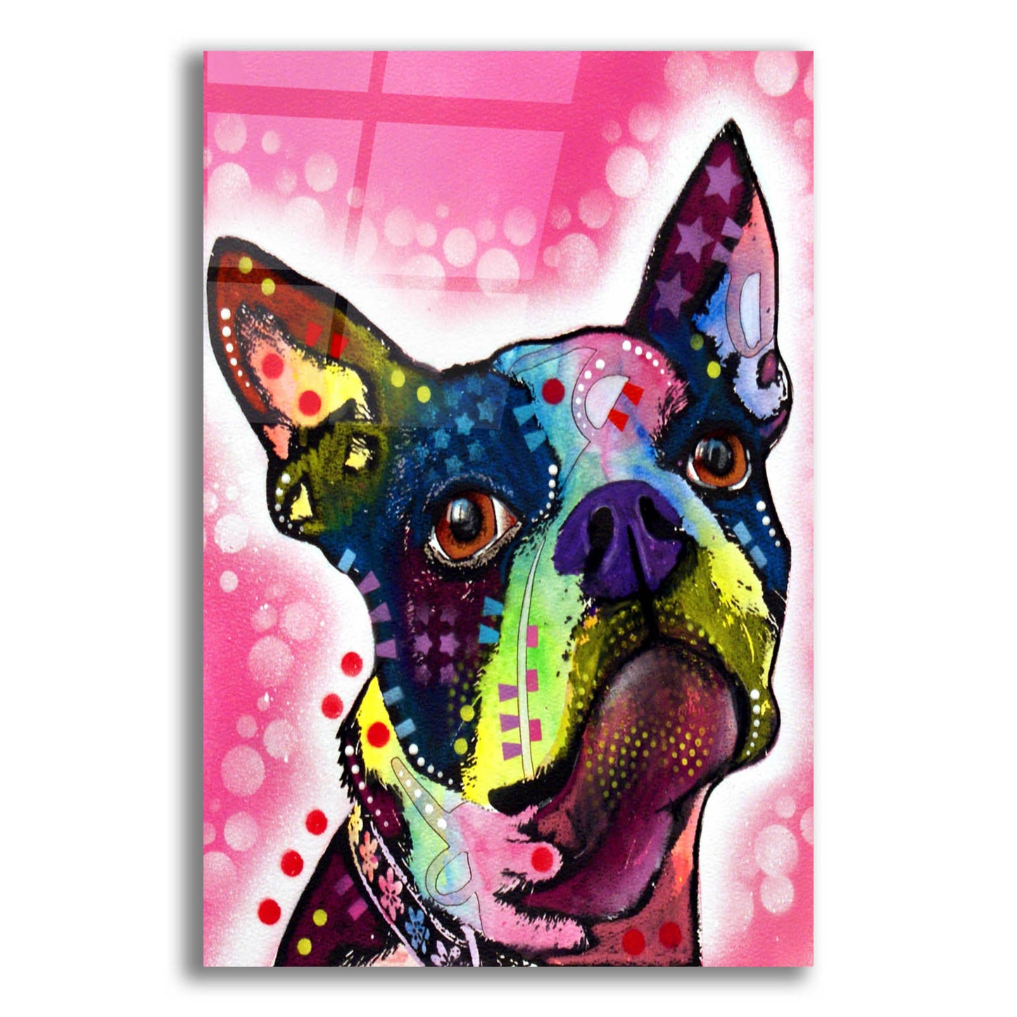 Epic Art 'Boston Terrier' by Dean Russo, Acrylic Glass Wall Art,12x16