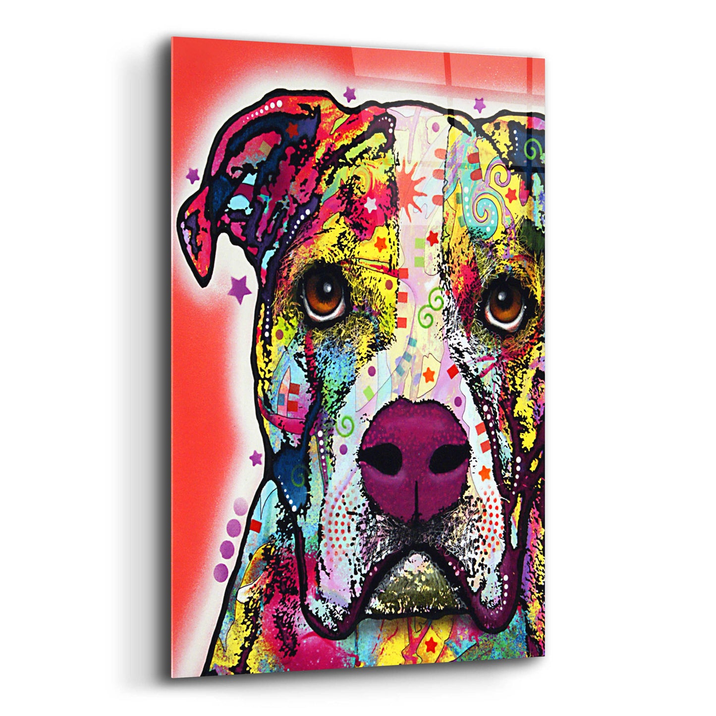 Epic Art 'American Bulldog 1' by Dean Russo, Acrylic Glass Wall Art,12x16