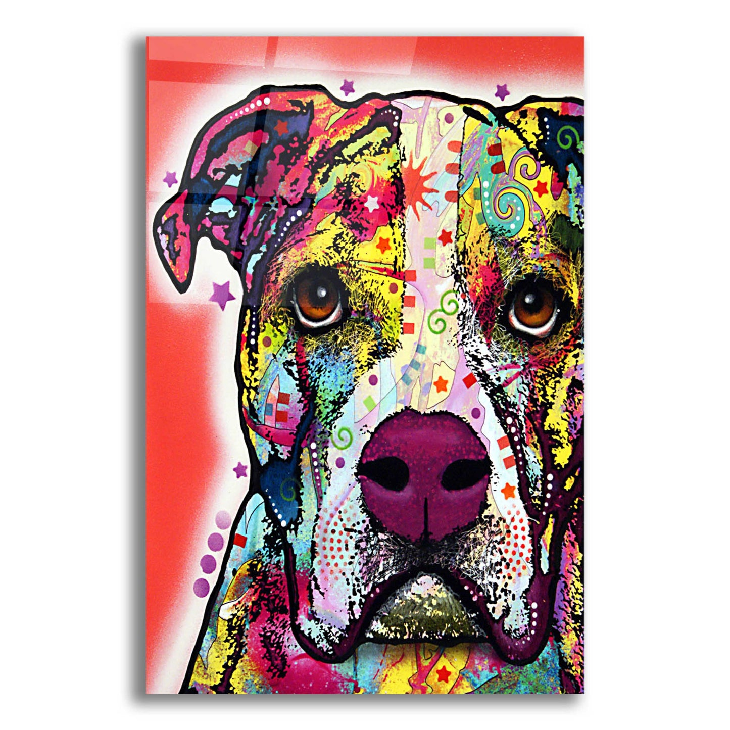 Epic Art 'American Bulldog 1' by Dean Russo, Acrylic Glass Wall Art,12x16