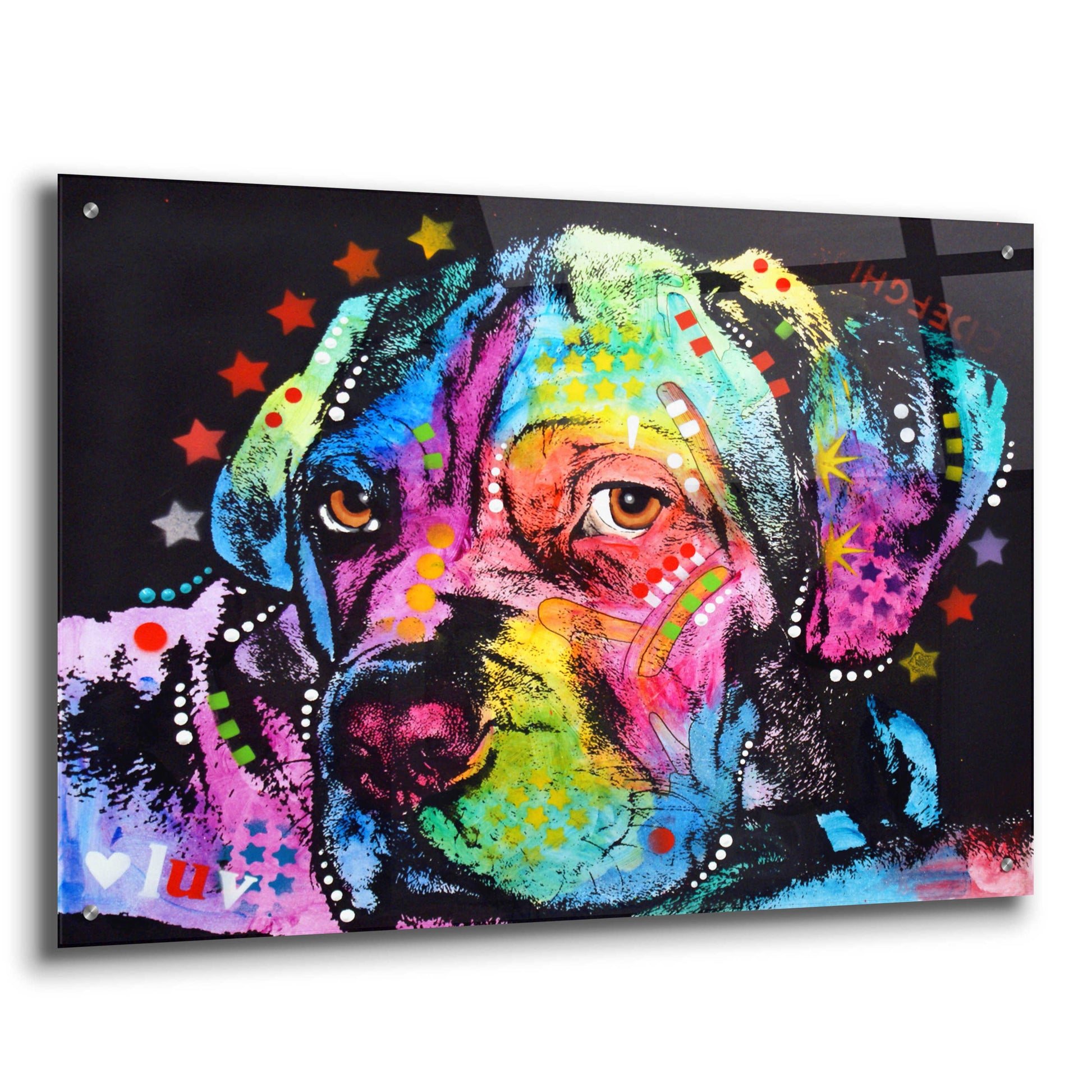 Epic Art 'Young Mastiff' by Dean Russo, Acrylic Glass Wall Art,36x24