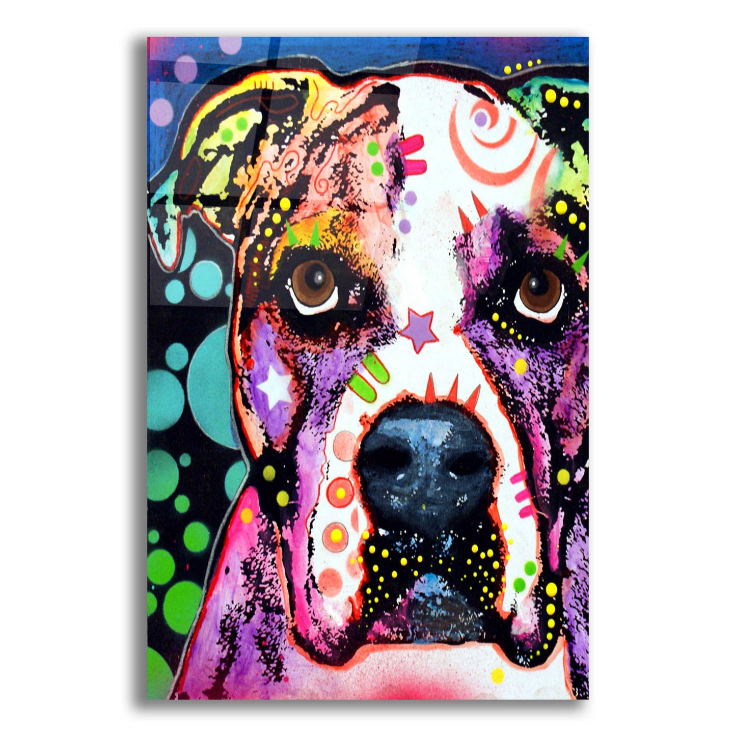 Epic Art 'American Bulldog 2' by Dean Russo, Acrylic Glass Wall Art,12x16