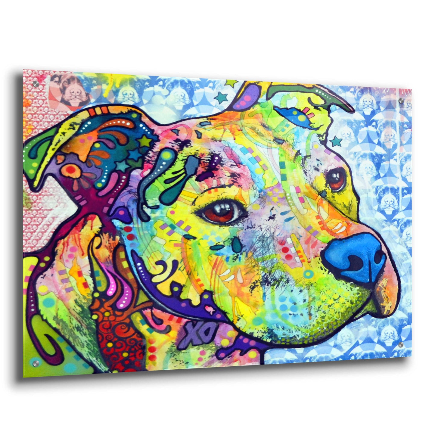 Epic Art 'Thoughtful Pit Bull This Years Love 2013 Part 2' by Dean Russo, Acrylic Glass Wall Art,36x24