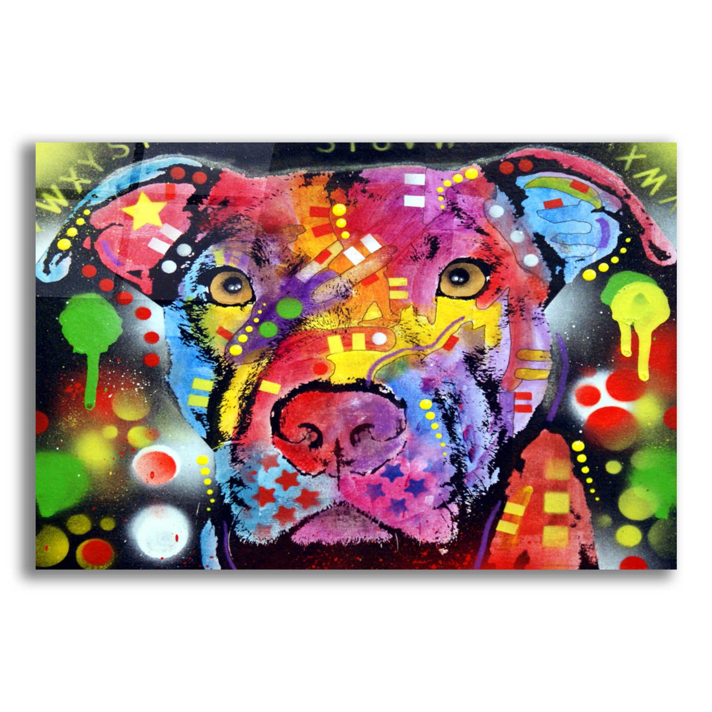 Epic Art 'The Brooklyn Pit Bull' by Dean Russo, Acrylic Glass Wall Art,16x12