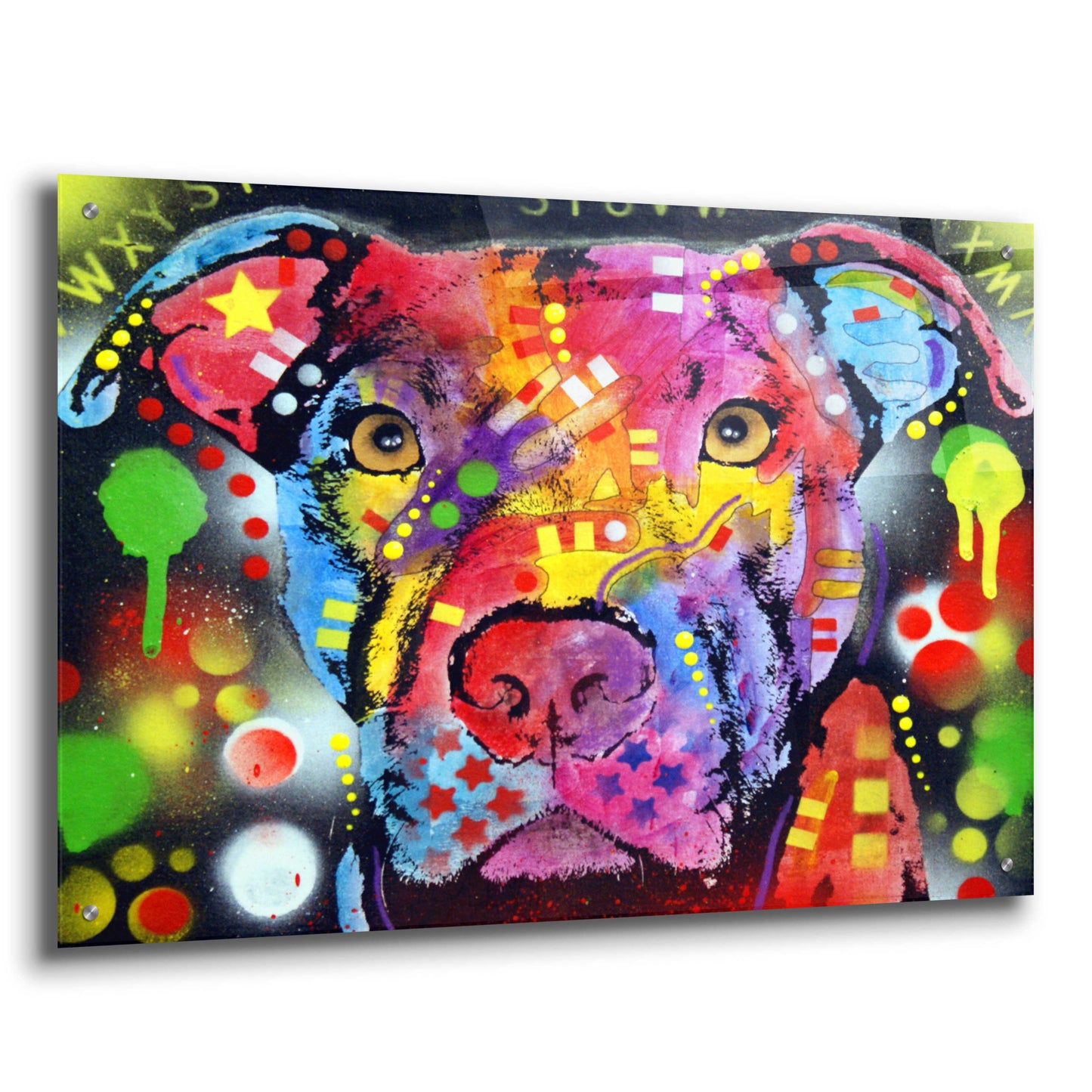 Epic Art 'The Brooklyn Pit Bull' by Dean Russo, Acrylic Glass Wall Art,36x24