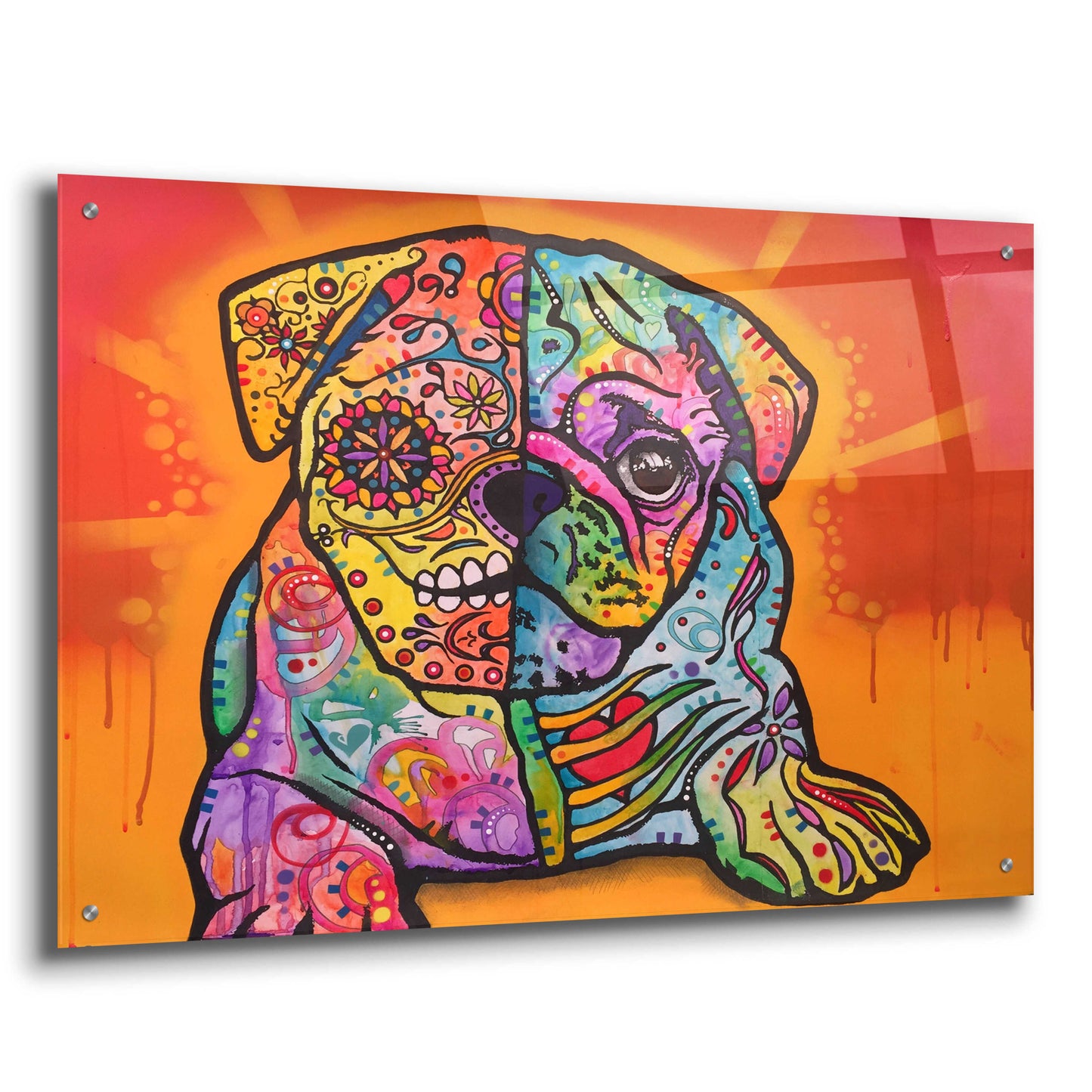 Epic Art 'Sugar Pug' by Dean Russo, Acrylic Glass Wall Art,36x24