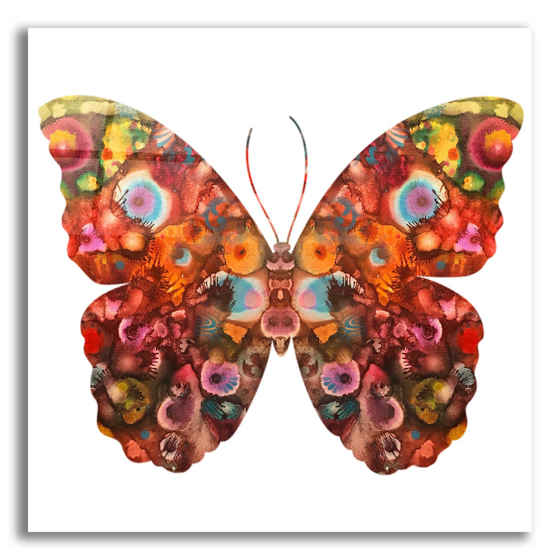 Epic Art 'Kamasi Butterfly' by Dean Russo, Acrylic Glass Wall Art,12x12