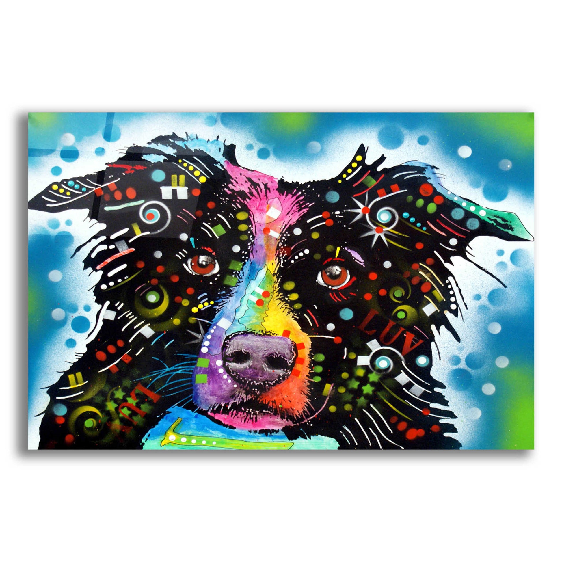 Epic Art 'Border Collie 3' by Dean Russo, Acrylic Glass Wall Art,16x12