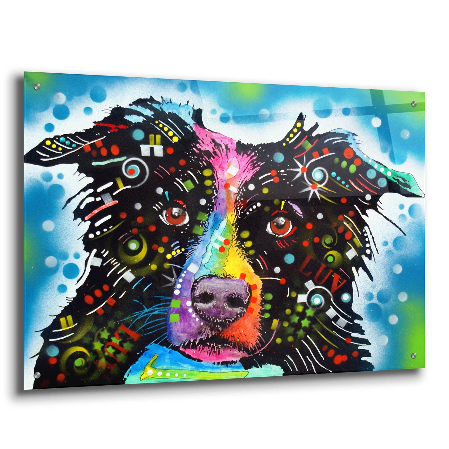 Epic Art 'Border Collie 3' by Dean Russo, Acrylic Glass Wall Art,36x24