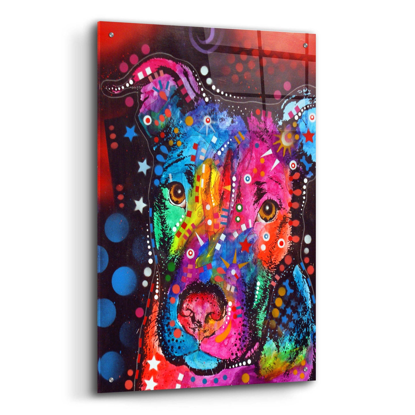 Epic Art 'Young Bull 120610' by Dean Russo, Acrylic Glass Wall Art,24x36