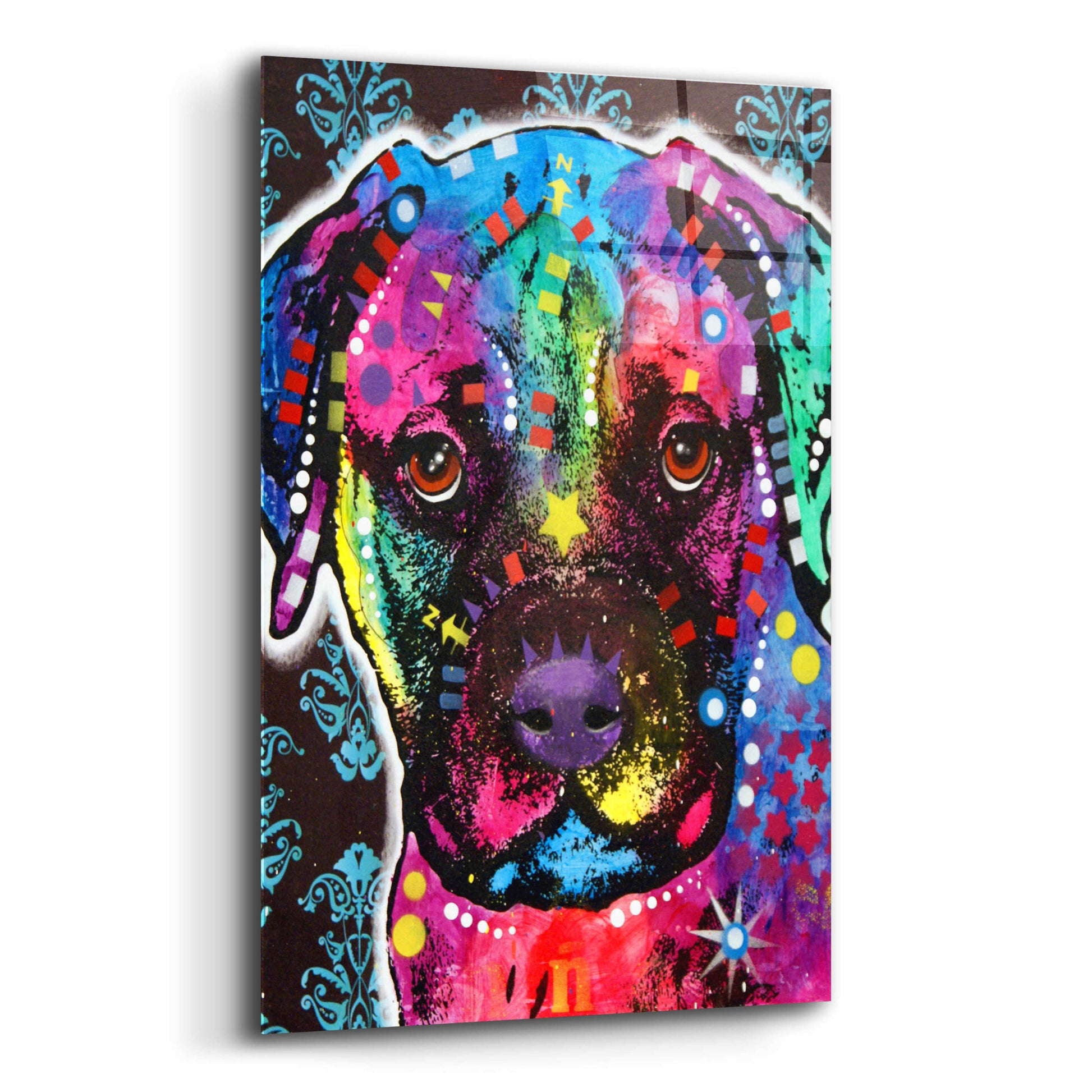 Epic Art 'Young Bullmastiff' by Dean Russo, Acrylic Glass Wall Art,12x16