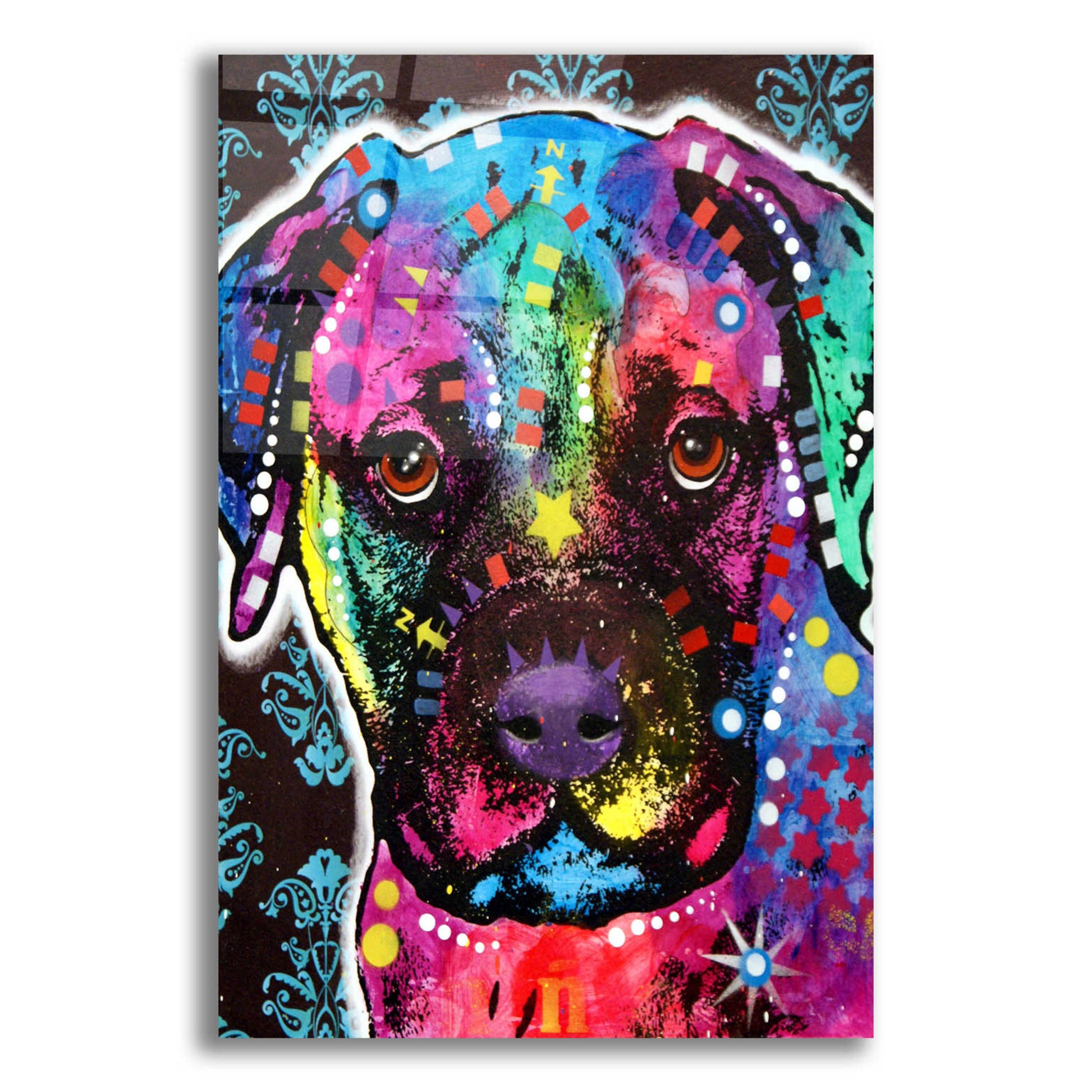 Epic Art 'Young Bullmastiff' by Dean Russo, Acrylic Glass Wall Art,12x16